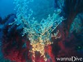 scuba diving photo