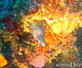 scuba diving photo