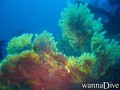 scuba diving photo