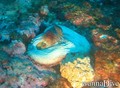 scuba diving photo