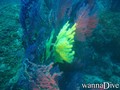 scuba diving photo