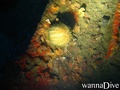 scuba diving photo
