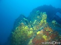 scuba diving photo