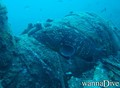 scuba diving photo
