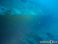 scuba diving photo