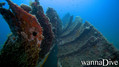 scuba diving photo