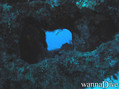 scuba diving photo