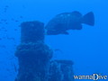 scuba diving photo