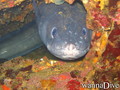 scuba diving photo