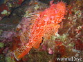 scuba diving photo