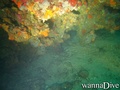 scuba diving photo
