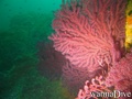 scuba diving photo