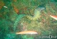 scuba diving photo