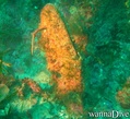 scuba diving photo