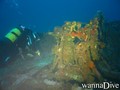 scuba diving photo