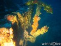scuba diving photo