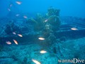 scuba diving photo
