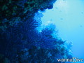 scuba diving photo