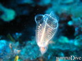 scuba diving photo