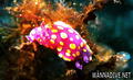scuba diving photo