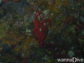 scuba diving photo