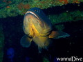 scuba diving photo
