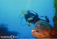 scuba diving photo