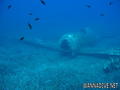 scuba diving photo
