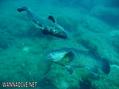 scuba diving photo