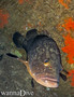 scuba diving photo