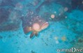 scuba diving photo