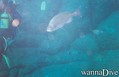 scuba diving photo