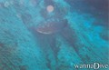 scuba diving photo