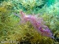 scuba diving photo