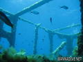scuba diving photo