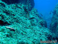 scuba diving photo