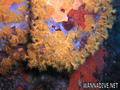 scuba diving photo