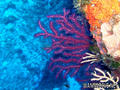 scuba diving photo