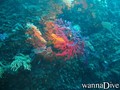 scuba diving photo