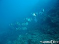 scuba diving photo