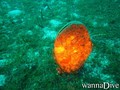 scuba diving photo
