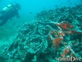 scuba diving photo