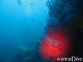 scuba diving photo
