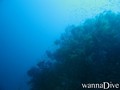 scuba diving photo