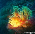 scuba diving photo