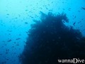 scuba diving photo