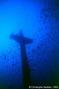 scuba diving photo