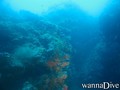 scuba diving photo
