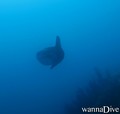 scuba diving photo