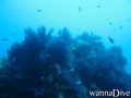 scuba diving photo